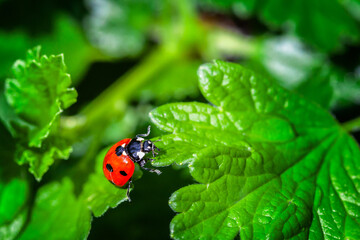 ladybird climbs from one leaf to another on gooseberry bush