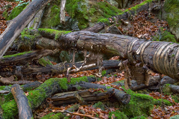 Moosbewachsenes Totholz und Felsen im Hönnetal