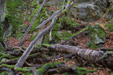 Moosbewachsenes Totholz und Felsen im Hönnetal