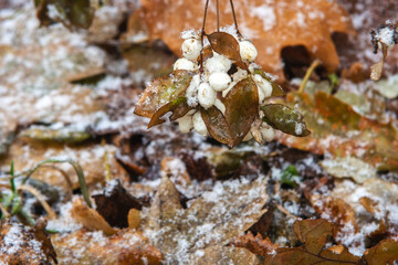 autumn leaves in the snow