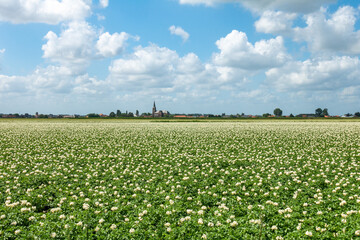 Church of De Bracke and a flowering potato field near the  Dutch-Belgian Border in Zeeland