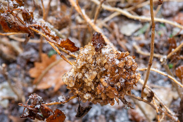  freezing rain. dry hydrangea flower in winter.