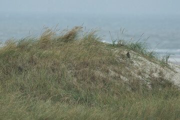 Merlin - Merlin - Falco columbarius ssp. aesalon, Germany (Hamburg)