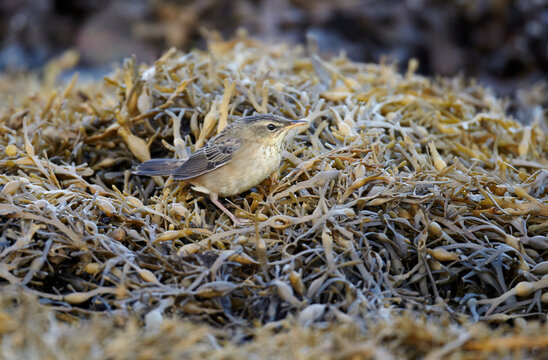 Pallas's Grasshopper Warbler, Locustella Certhiola