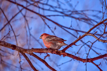 Obraz premium Pine Grosbeak in the canadian winter in Quebec