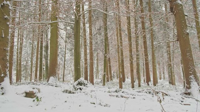 Slow pano left to right of winter forest first snow. 4K footage