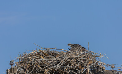 Osprey in a Nest Atop a Power Pole