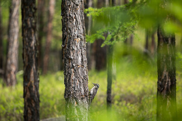 Three-toed Woodpecker, Picoides tridactylus ssp. tridactylus