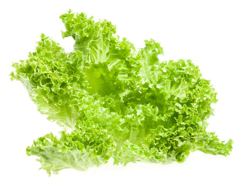 Lettuce isolated on white background