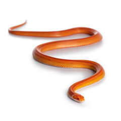 Juvinile Amel Motley Striped Cornsnake aka Elaphe guttataon snake. Isolated on white background.Juvinile Cornsnake on white background