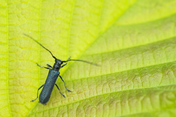 Macro image of an insect in Germany
