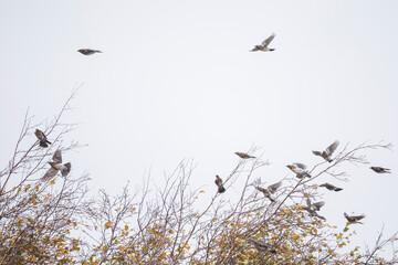 Fieldfare - Wacholderdrossel - Turdus pilaris, Germany (Niedersachsen), migrating