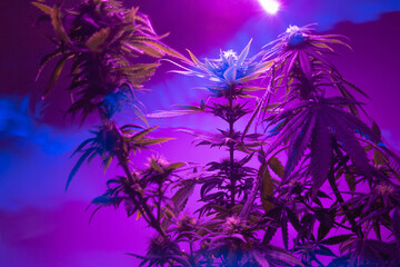 Fototapeta na wymiar Cannabis marijuana purple rose background. Plants of purple hemp in led fito pink light in vegetative period.