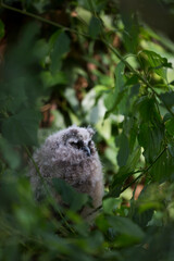 Long-eared Owl - Waldohreule - Asio otus otus, Germany (Baden-Württemberg), juvenile
