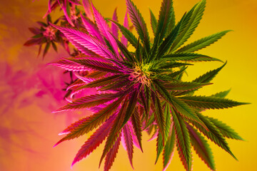Medical Cannabis in bright colorful rasta style. Bright background with hemp. Top view