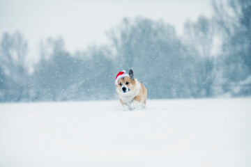festive christmas card with cute corgi dog in red santa hat running on white snow smiling happily