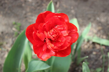 Red tulip flower in the city spring garden