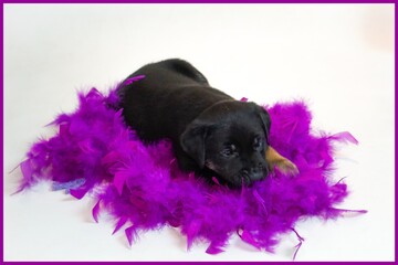 black puppy in a purple feather boa