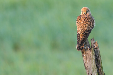 Common Kestrel - Turmfalke - Falco tinnunculus ssp. tinnunculus, Spain (Andalucia), 2nd cy.