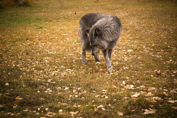 Grey wolf in autumn forest