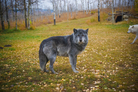 wolf in the woods