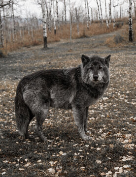wolf in the snow