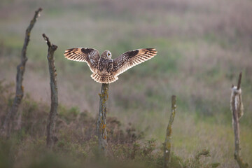 Short-eared Owl - Sumpfohreule - Asio flammeus ssp. flammeus, Spain (Andalucia)