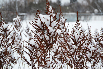 Dry brown branches under white snow in winter close-up.