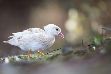 Mandarin Duck - Mandarinente - Aix galericulata, Germany (Baden-Württemberg), adult, female, leukistic