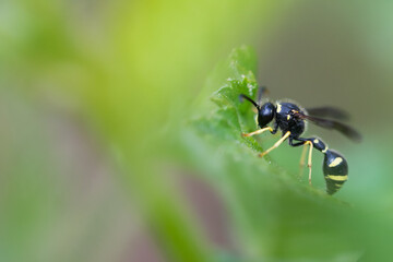 Macro image of an insect in Germany
