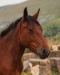 Close up of a horse on the countryside.  Chestnut and adult horse.