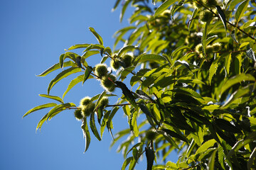 Chestnuts on the tree