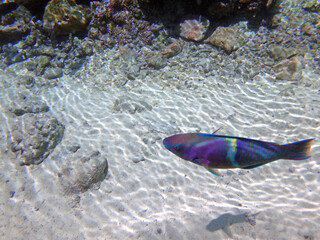 Underwater view of a multicolor parrotfish in the Bora Bora lagoon