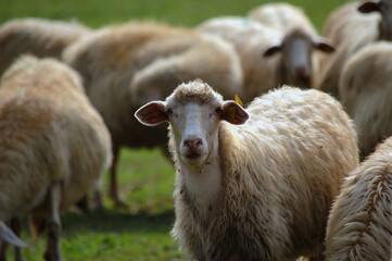 Flock of Staring Sheep. Sheep in nature on meadow. Farming outdoor in Tuscany, Italy.