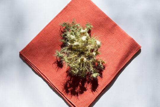 usnea lichen on linen cloth