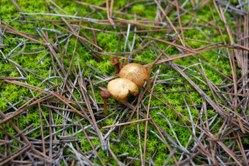 Setas de bosque en otoño en la Comunidad de Madrid