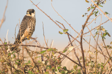 Eurasian Hobby - Baumfalke - Falco subbuteo ssp. subbuteo, Germany (Lower Saxony), 1st cy