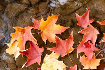 Fall color leaves float down river