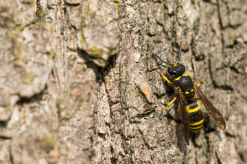 Macro image of an insect in Germany
