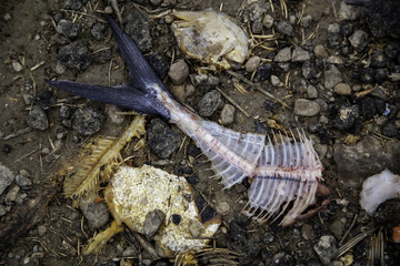 Fish bones in the trash