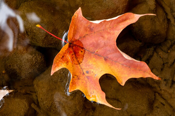 Fototapeta na wymiar Fall color leaf floats down river