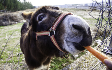 Donkey eating carrots