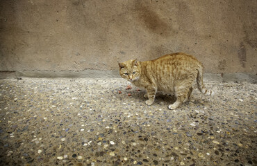 Stray cat in the city