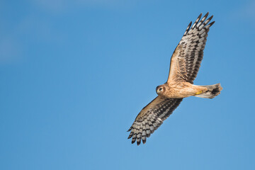 Hen Harrier - Kornweihe - Circus cyaneus, Germany (Niedersachsen), 1st cy