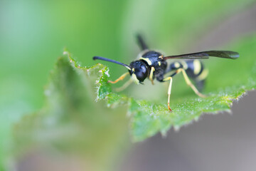 Naklejka premium Macro image of an insect in Germany