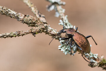 Macro image of an insect in Germany