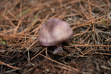 Setas de bosque en oto&ntilde;o en la Comunidad de Madrid