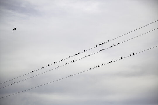 Birds on power lines