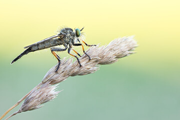 Macro image of an insect in Germany
