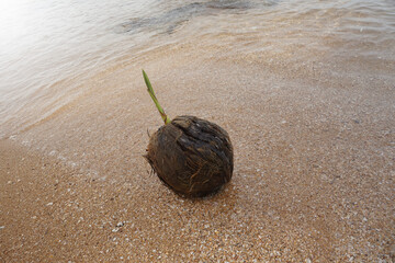 Young coconut shoot seedlings are growing sprout on the sand of the beach.